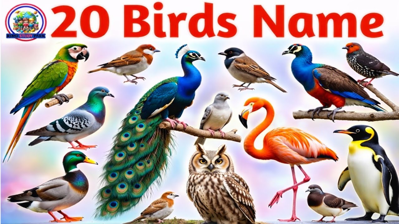🕊️ 20 पक्षियों के नाम | Learn 20 Bird Names for Kids with Pictures & Sound 🐦| Kids Learning Video