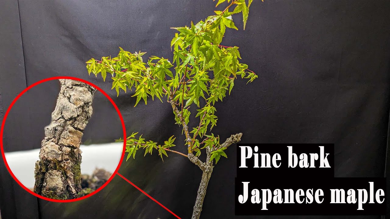 My first pine bark Javanese maple, Pre bonsai, old bark!