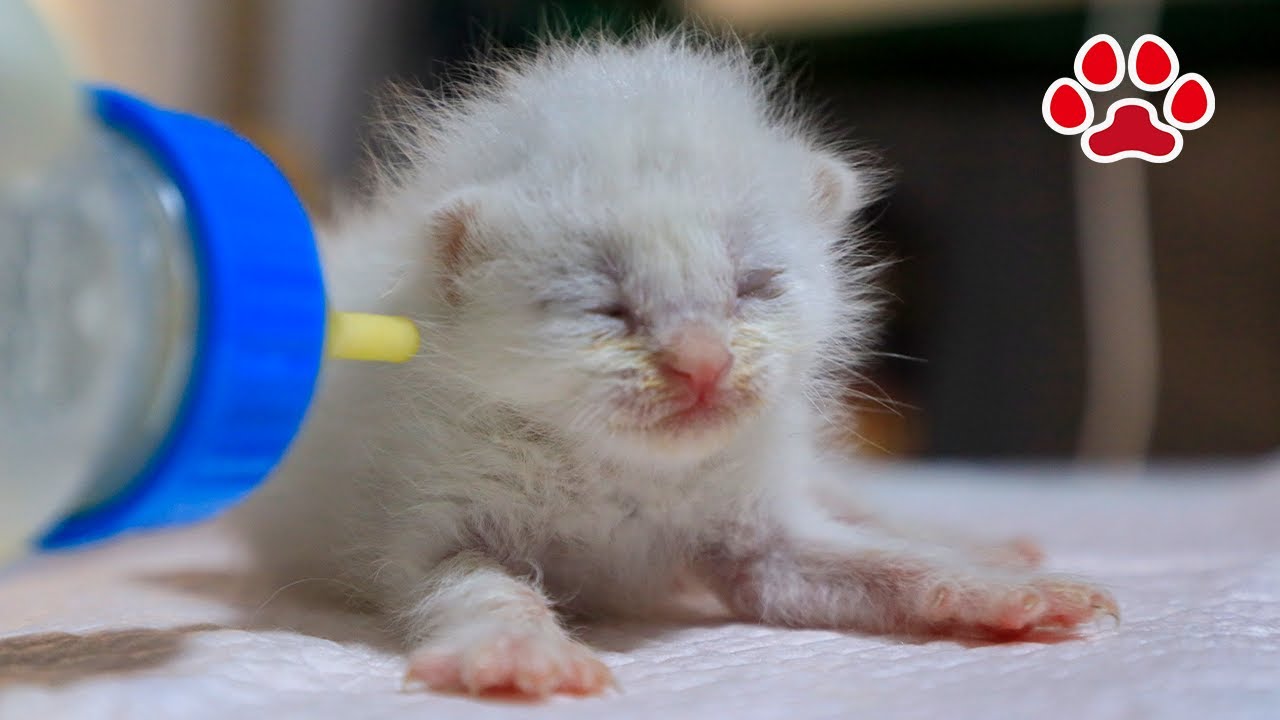 [День 2] Спасенного котенка, не желающего пить молоко, начинают кормить через катетер.