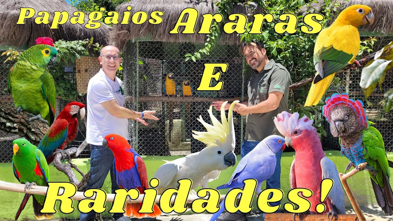 CRIATÓRIO ORNAMENTE PAPAGAIO VERDADEIRO UM DOS MAIORES DO BRASIL.