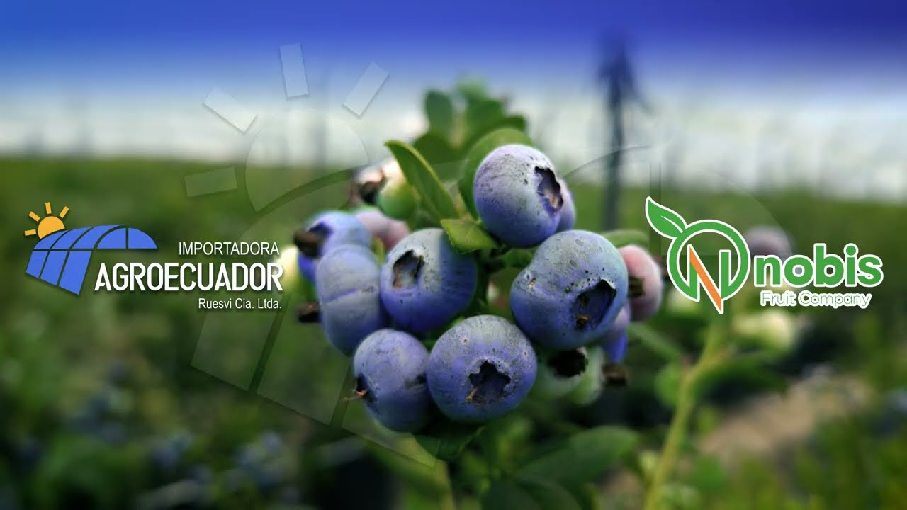 Agroecuador | Innovación en Riego para Plantaciones de Arándanos
