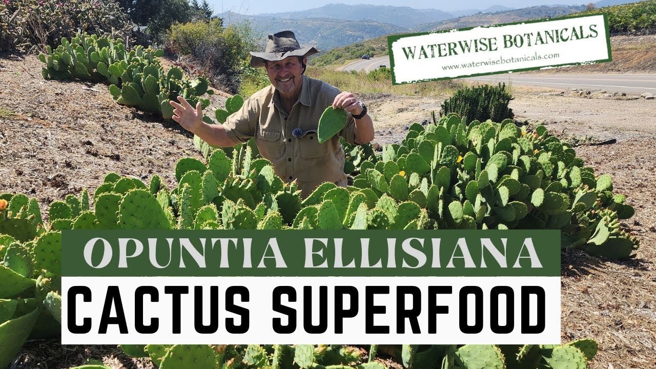 Superfood- Opuntia Ellisiana