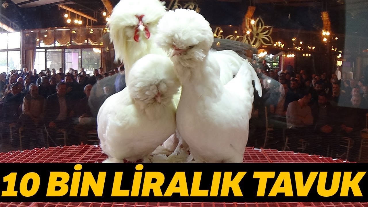 Osmanlı Süs Tavuğu 10 Bin TL'ye Satıldı