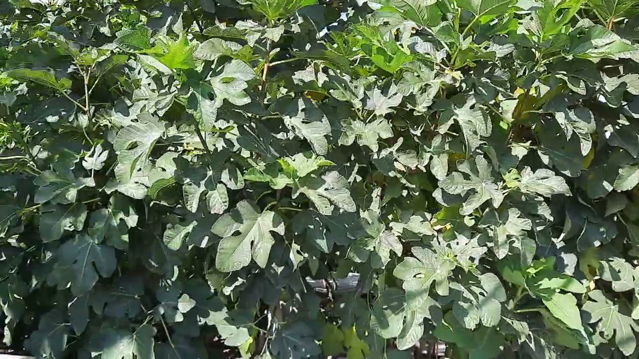 YOU can have a Jake Mace style food forest in Apache Junction! High density food forest Chickens!