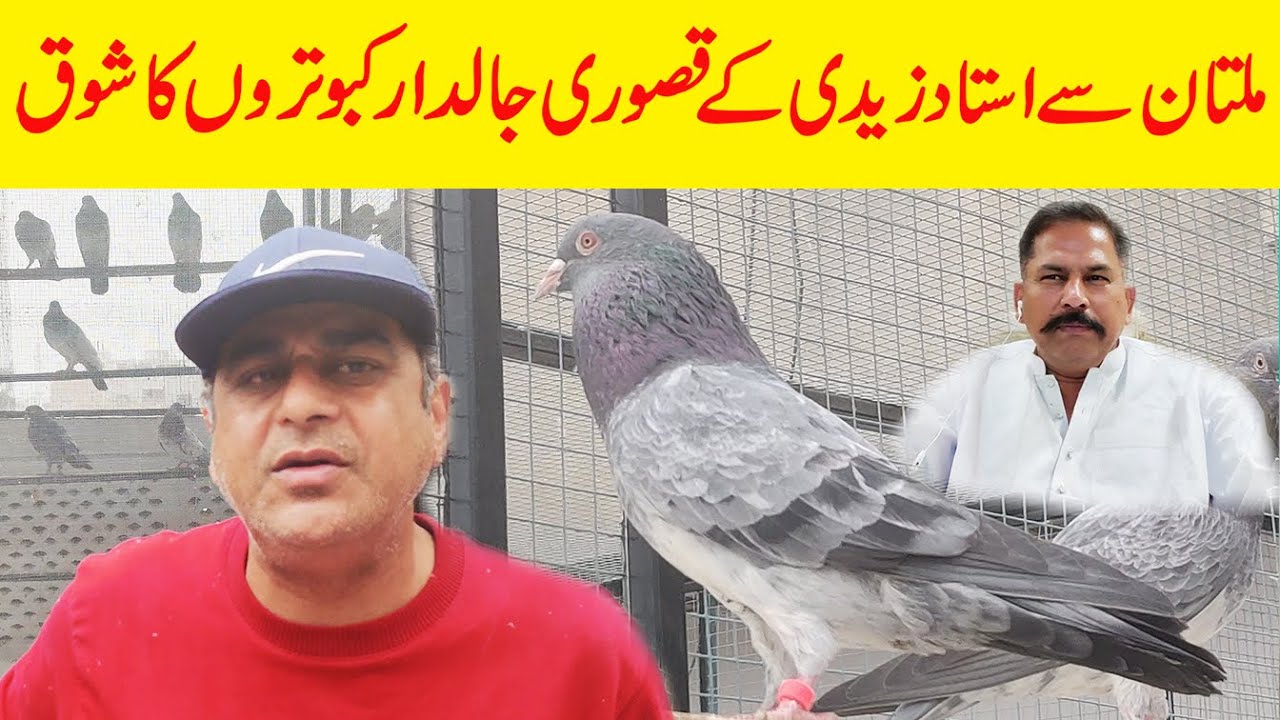 ustad zaidi k kasuri jaldar kabootro k shoq||Zaildar|| Breed Kasuri Kabootar||imam deen 03004515078