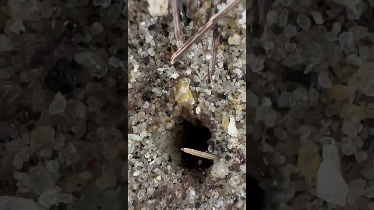Macro World Mining - Another world video - Ant colony Anthill iPhone 14 Pro macro