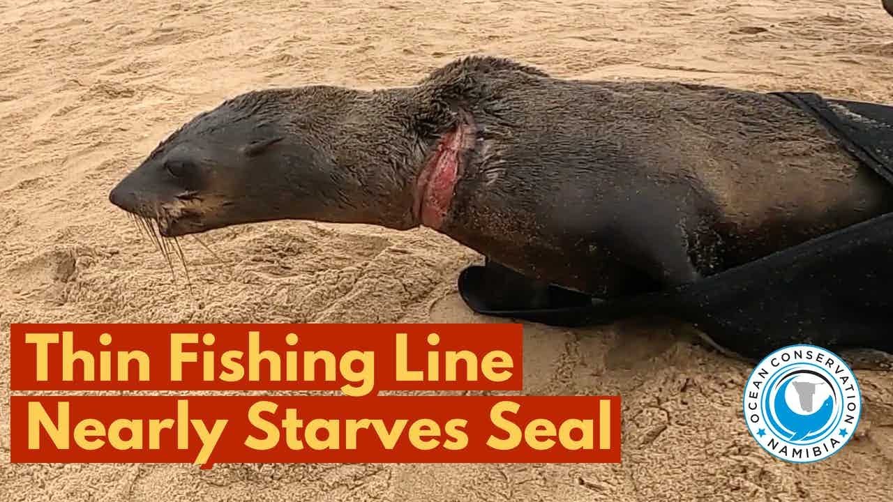 Thin Fishing Line Nearly STARVES Seal