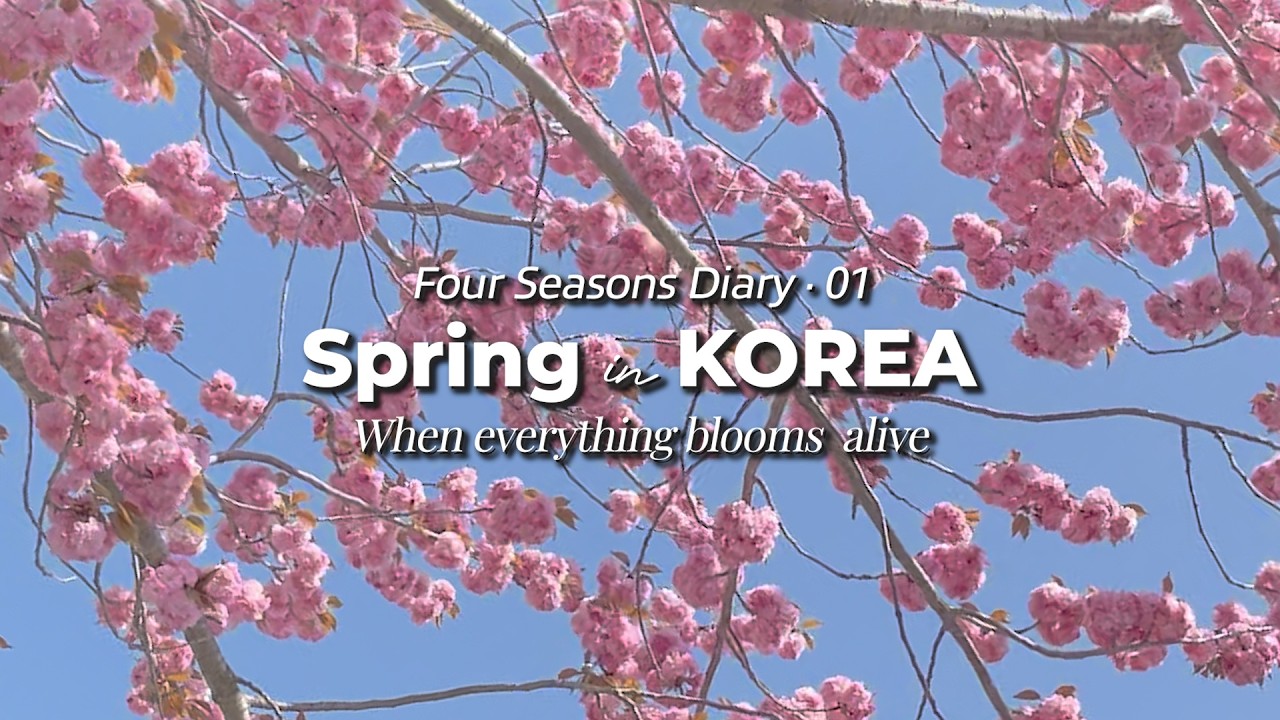 Korea Cherry Blossom Through my eyes | Seoul, Busan, Jeju, Gyeongju, Seosan, Taean, Gangwon-do