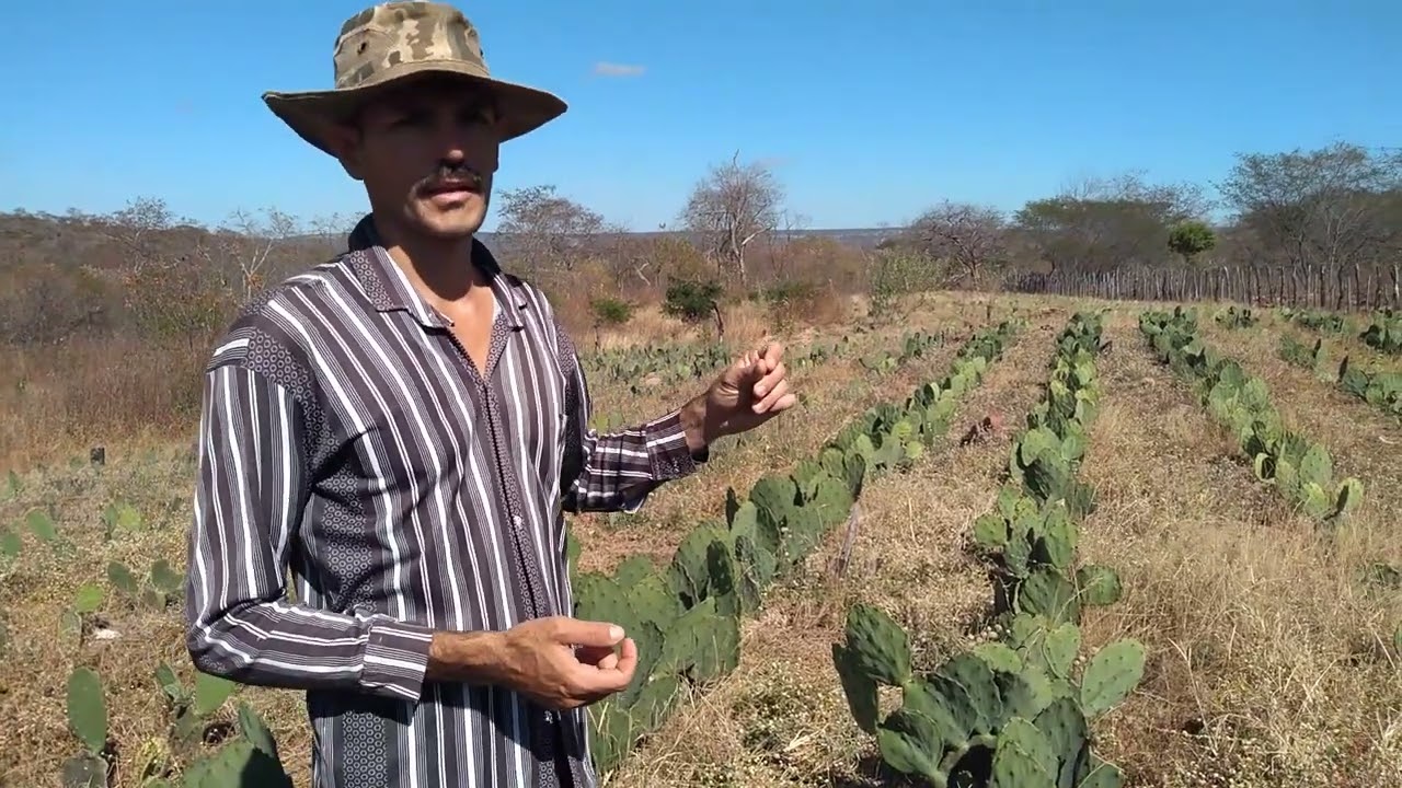 Qual herbicida usamos no nosso  palmal e onde encontramos?