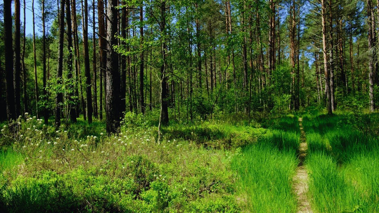 Summer Forest Ambience | Gentle Birdsong & Wind for Stress Relief & Inner Calm