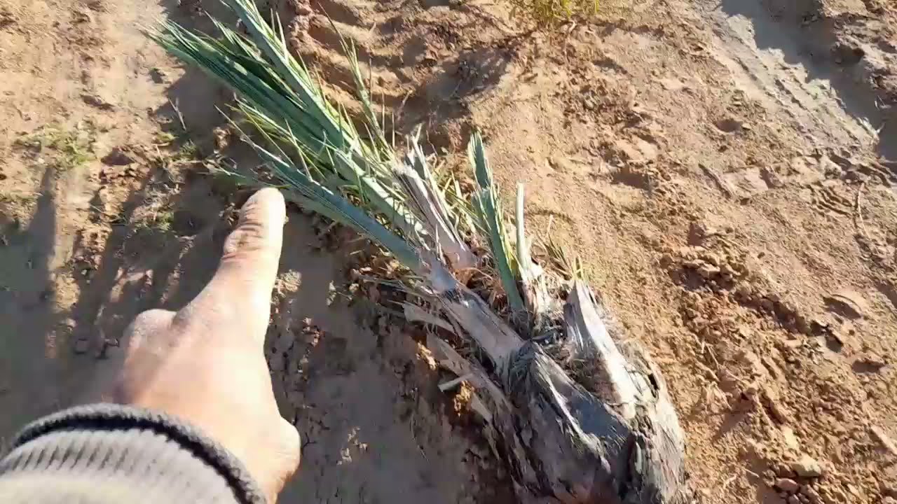 طريقة زراعة النخيل 🌴 زراعة فسائل النخيل