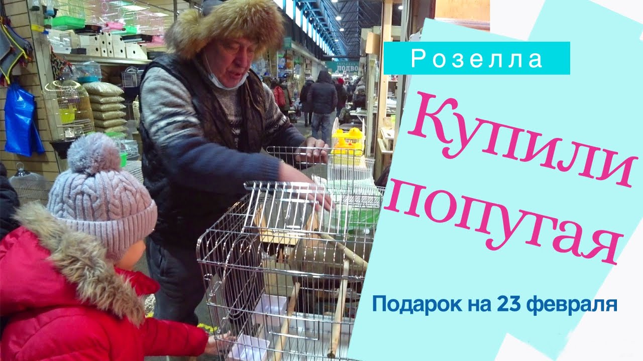 VLOG ❤ Купили попугая. Подарок на 23 февраля. Розелла пенантовая