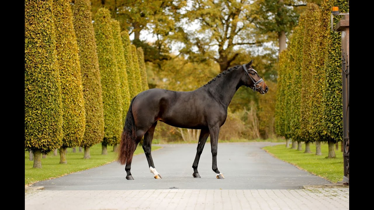 FAROUCHE - Fontaine x De Niro 4yo bay mare