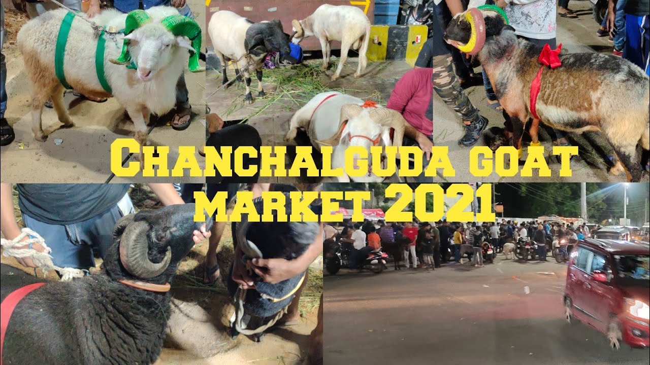 Chanchalguda goat market 2021 | saste bakre in Chanchalguda jail | saidabad goat market