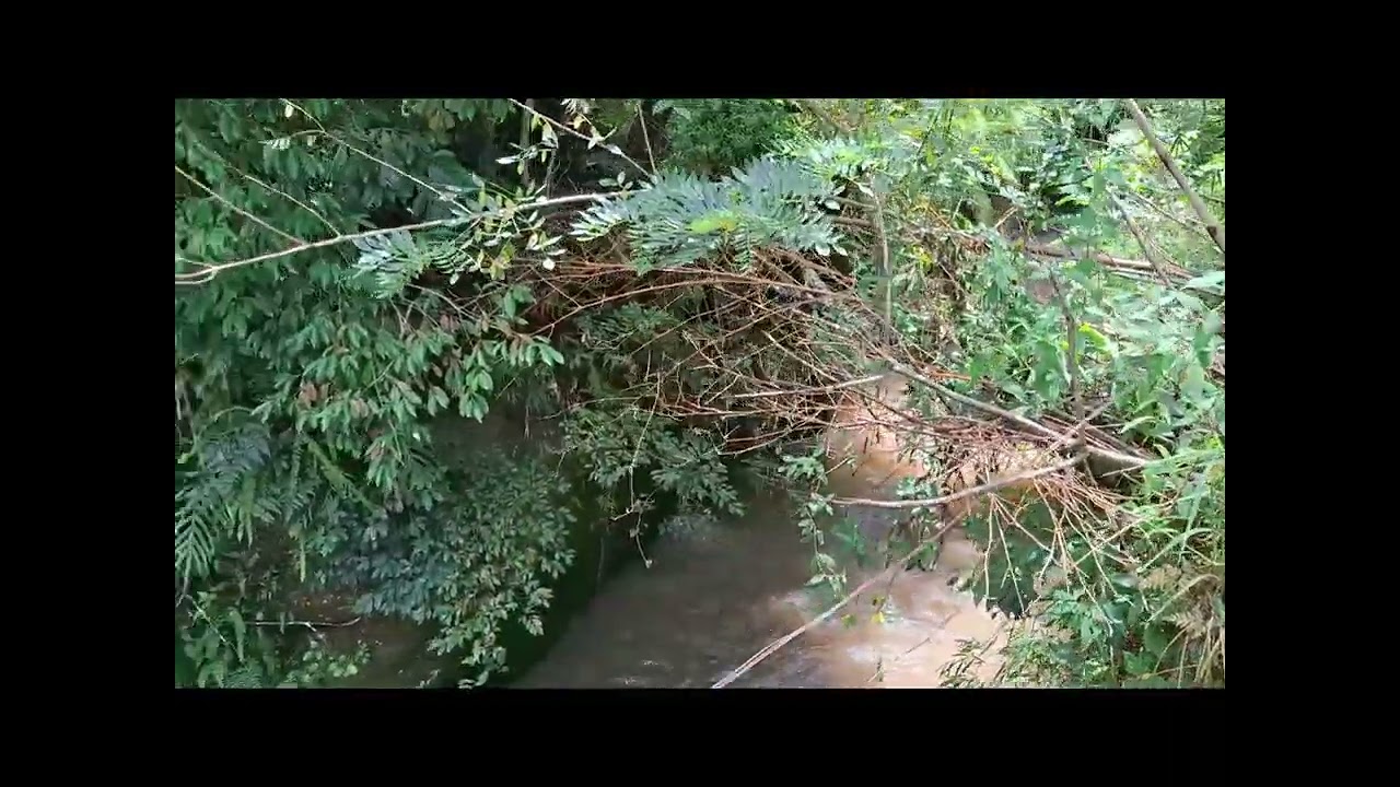 Aktivitas selama dikebun | Membuat gudang dibawah pondok , mengambil rotan #video #kebunkopi 