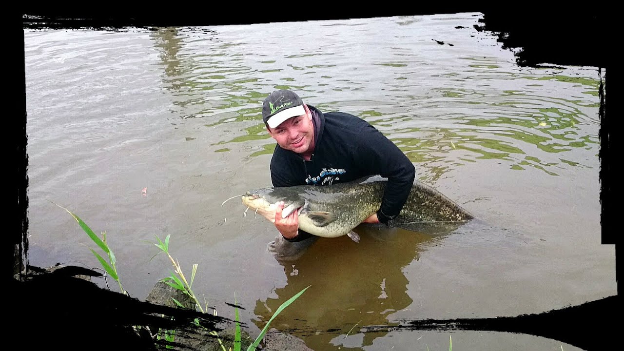 Sum na spinning|Hol suma|Silurus glanis|CatfishGrzesiek am main