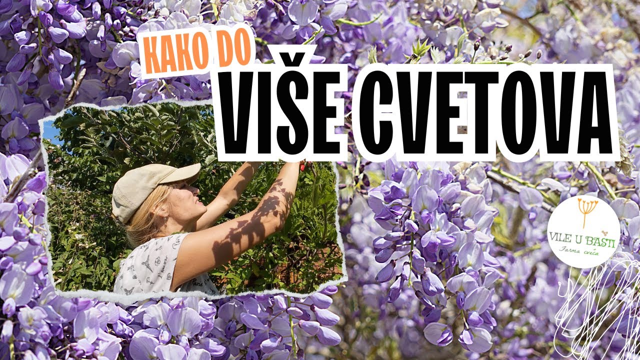 Kako OREZATI visteriju na leto💙💧//Summer Pruning Wisteria