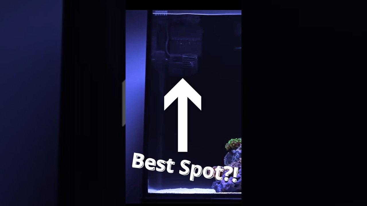 Get Your Reef Tank&rsquo;s Wavemaker Placement Right the First Time!