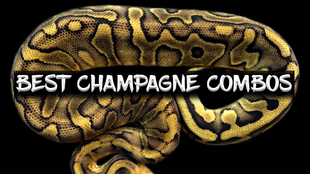 The BEST Champagne Combinations (Ball Pythons)