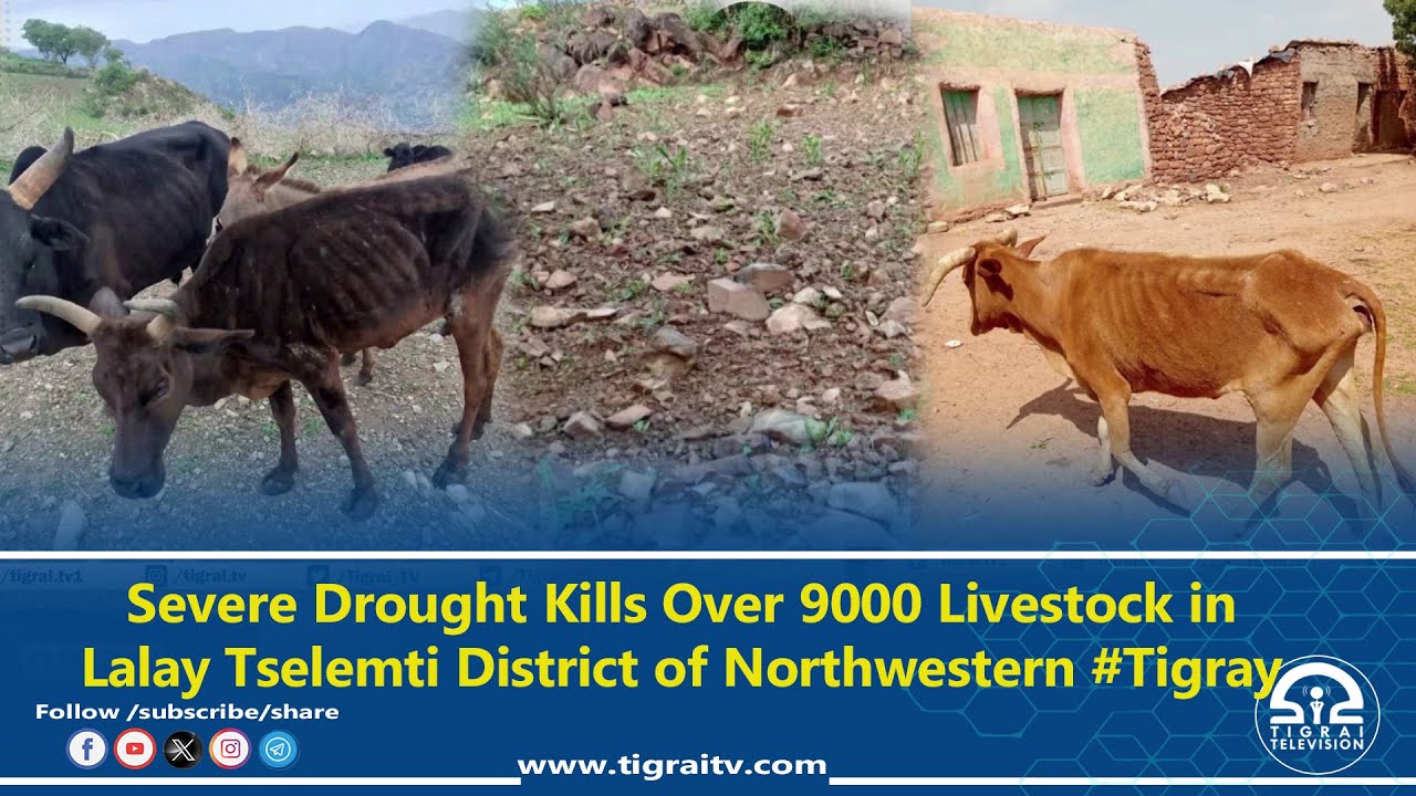 Drought Kills Over 9K Livestock Putting 50K People at Risk in Lalay Tselemti of Northwestern #Tigray