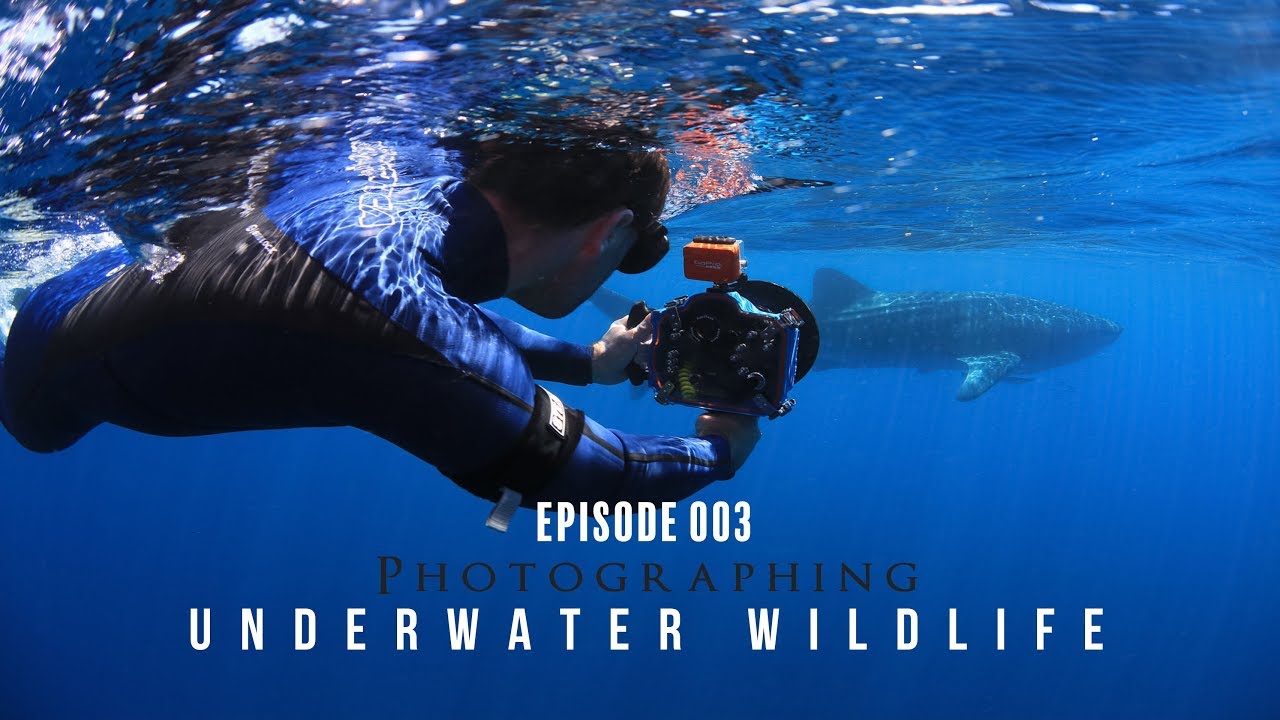 EP003 - Underwater Wildlife Photography with Whale Sharks