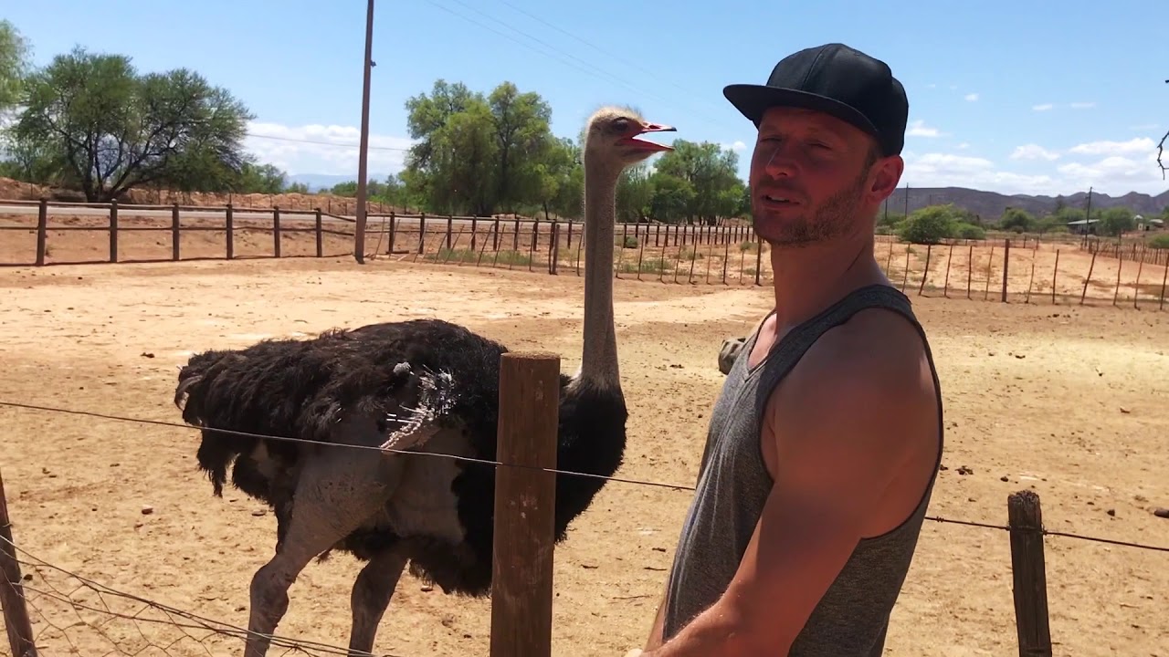 2017 OSTRICH FARM in 60 seconds