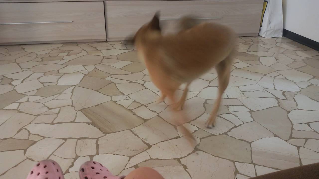 Cane che si morde la coda