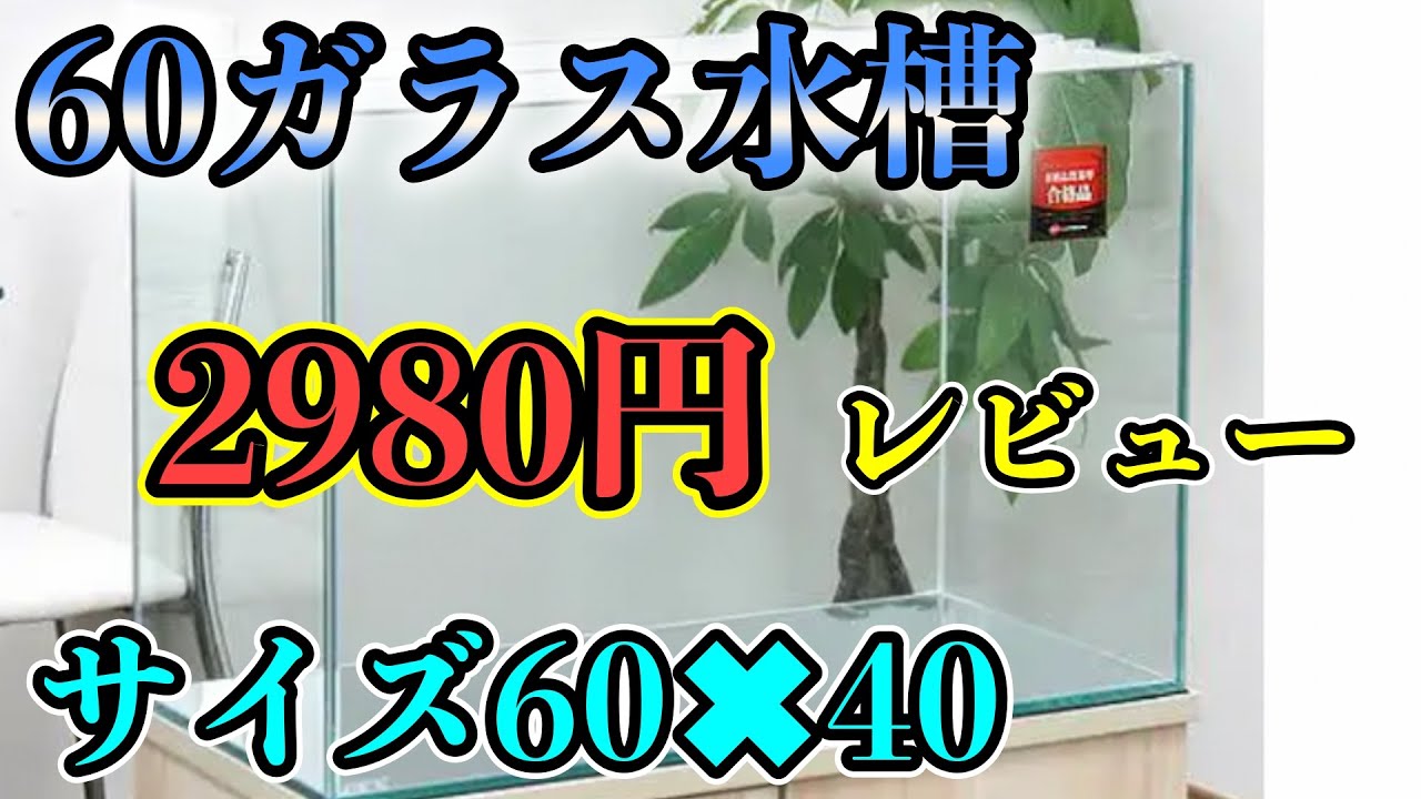 格安のガラス水槽　レビュー！横60㎝高さ40㎝水槽立ち上げ　思わぬ欠点あり！？『コリドラス』『エンゼルフィッシュ』アクアリウム　熱帯魚