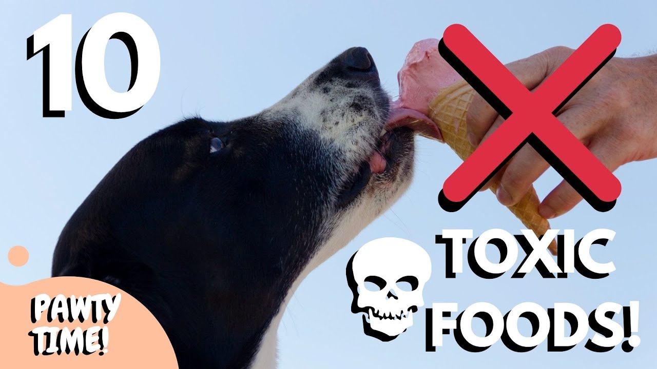 10 TOXIC Food That Can Kill Your Dog