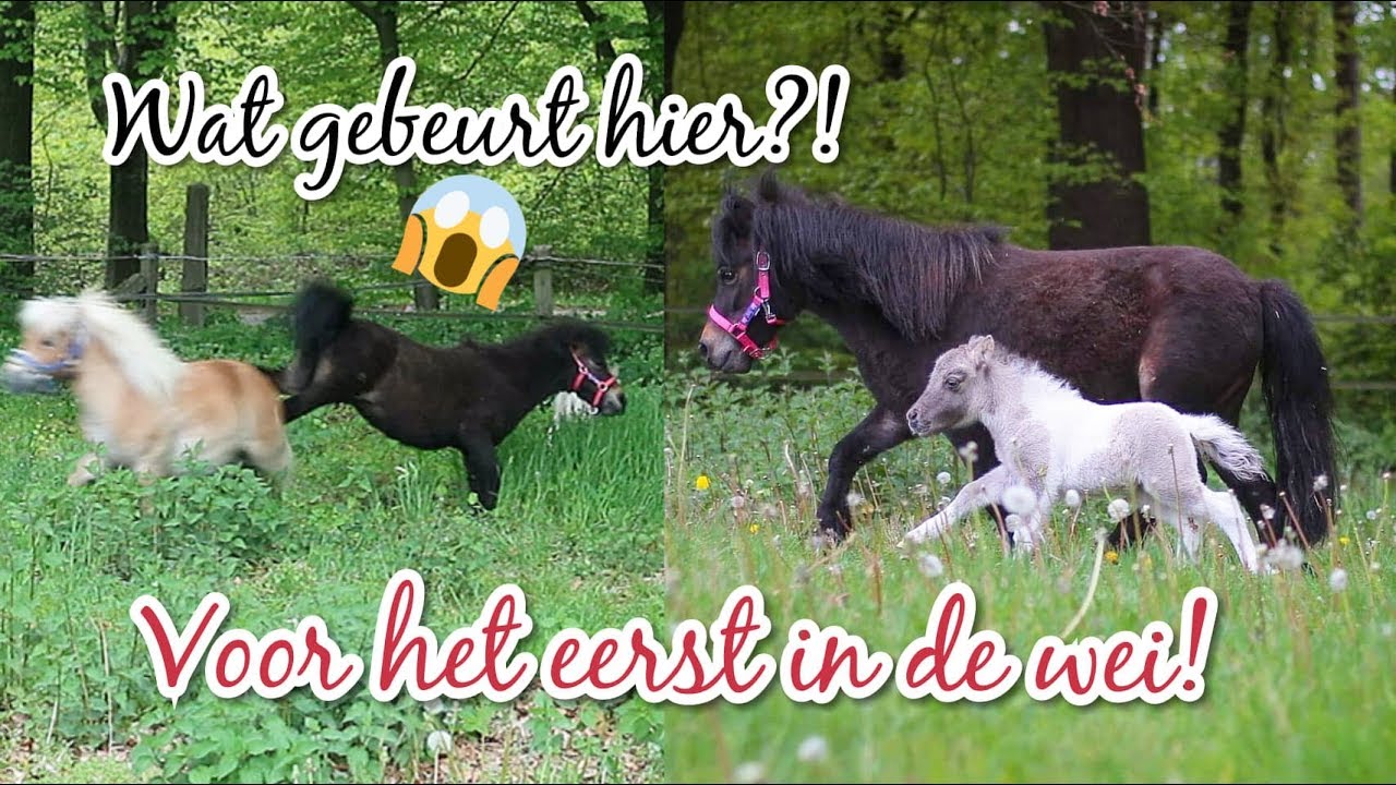 DIABLO rent de wei UIT en waarom valt Donna Diego aan?!