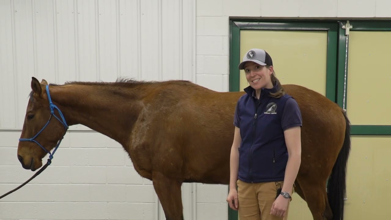 Equine Podiatry Basics: Conformation Explained