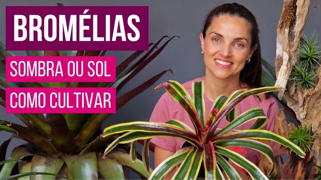 BROMÉLIAS 🌱 COMO CULTIVAR e QUAIS SÃO de SOMBRA ou de SOL