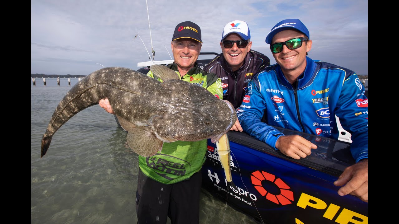 Giant Flathead in the shallows.