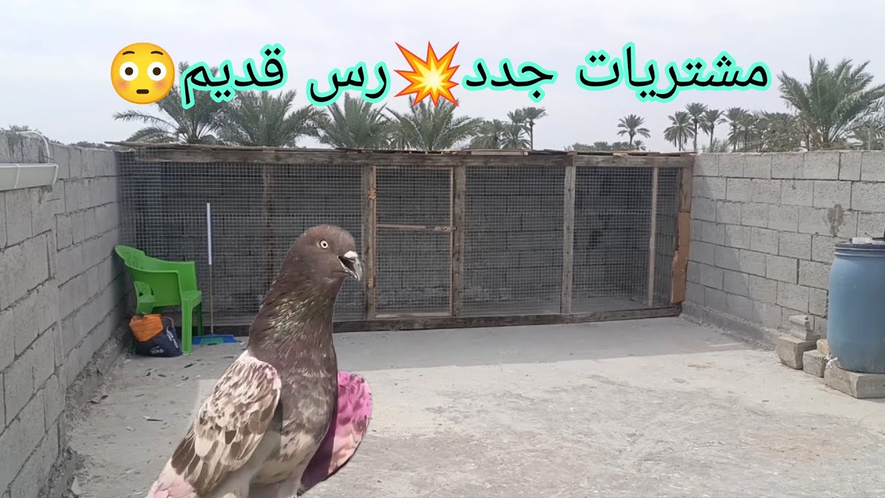 صيد ومشتريات جديد نهايت الحلقة إيراني دك الناقصة🥴😂