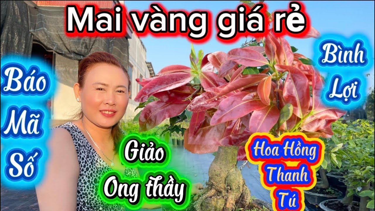20-3-2026☎️0398.394.739 Thuỷ 🌲mai vàng giá rẻ-báo mã số đồng giá 400k cây nhiều giống dê siêu tấm 