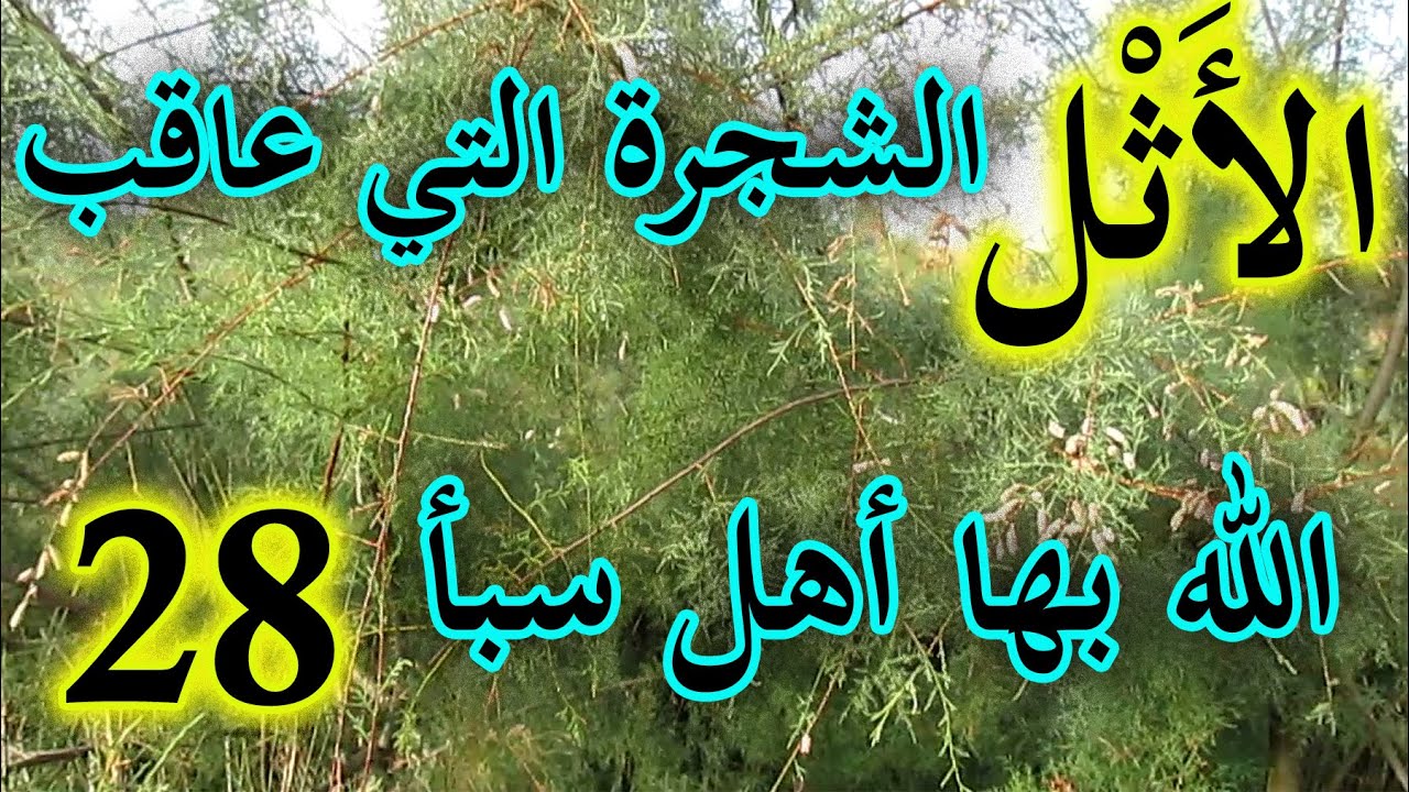 العشبة 28 من السلسلة التعريـفـية بالأعشاب الموجودة في المغرب شجرة الأثل