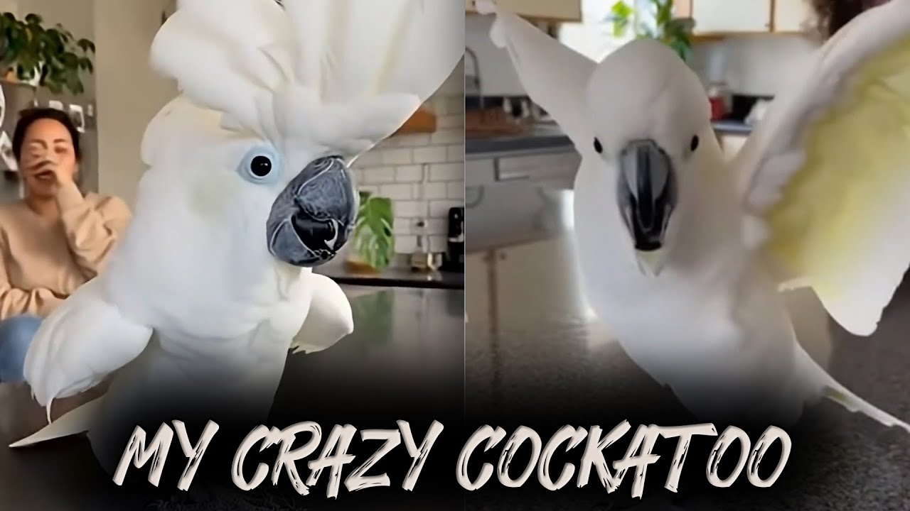 My Crazy Cockatoo 🤪 The Funniest Bird in America!