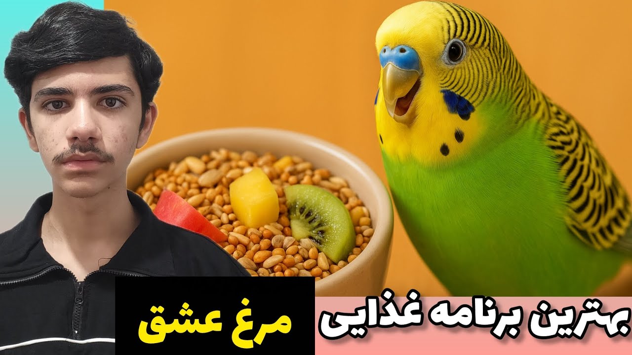 غذاهای معجزه گر برای مرغ عشق! | بهترین برنامه هفتگی کامل
