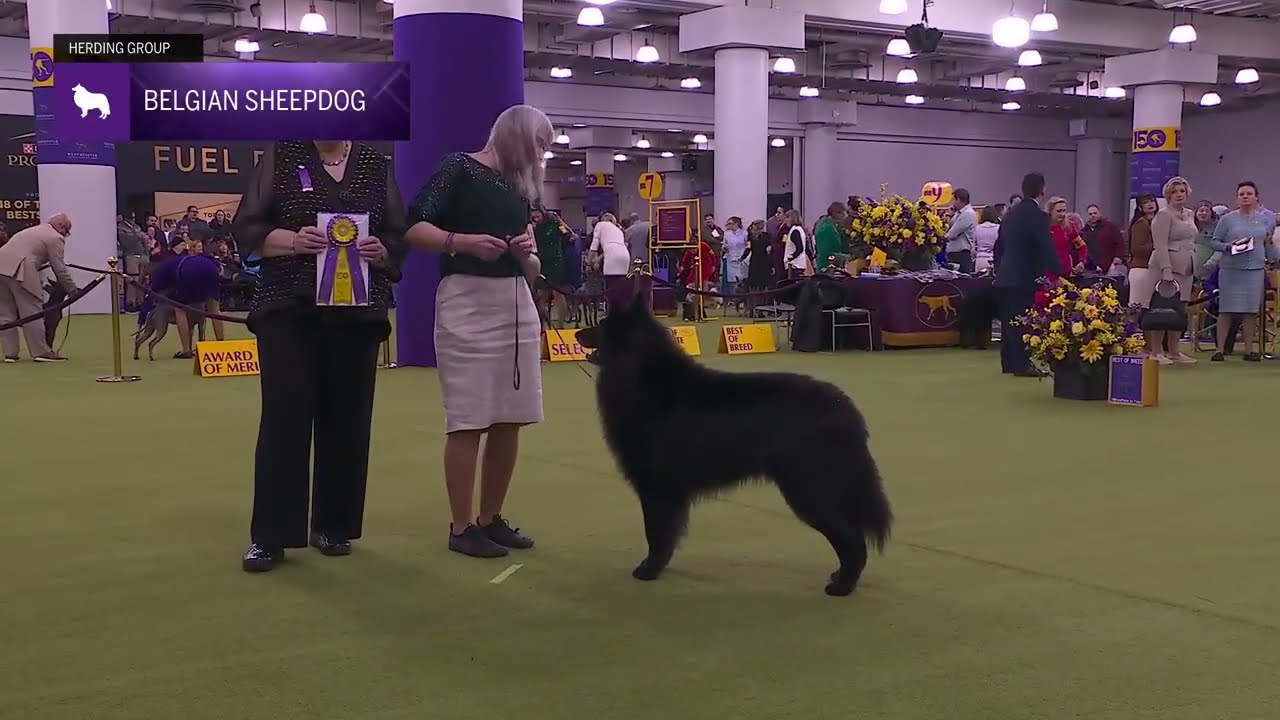 Belgian Sheepdogs | Breed Judging 2026