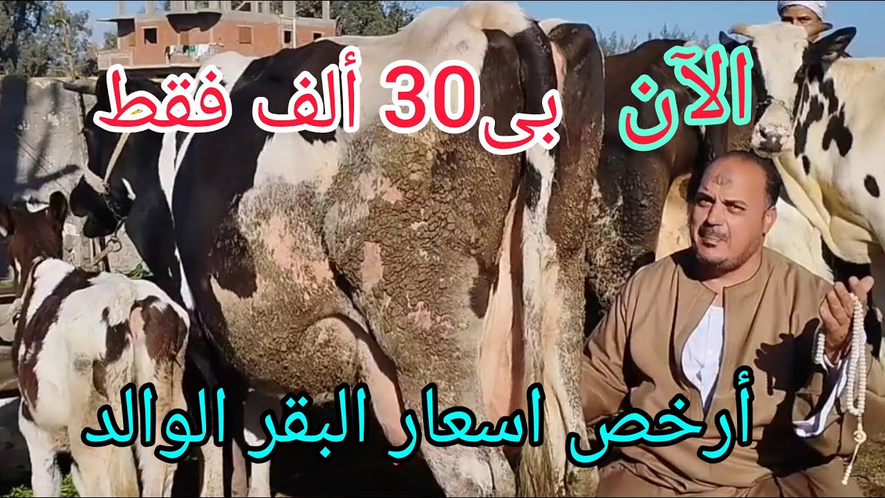 #الان ب 30,000 جنيه فقط بقره والده من مزرعه الطيب بتاريخ 15/1/2026