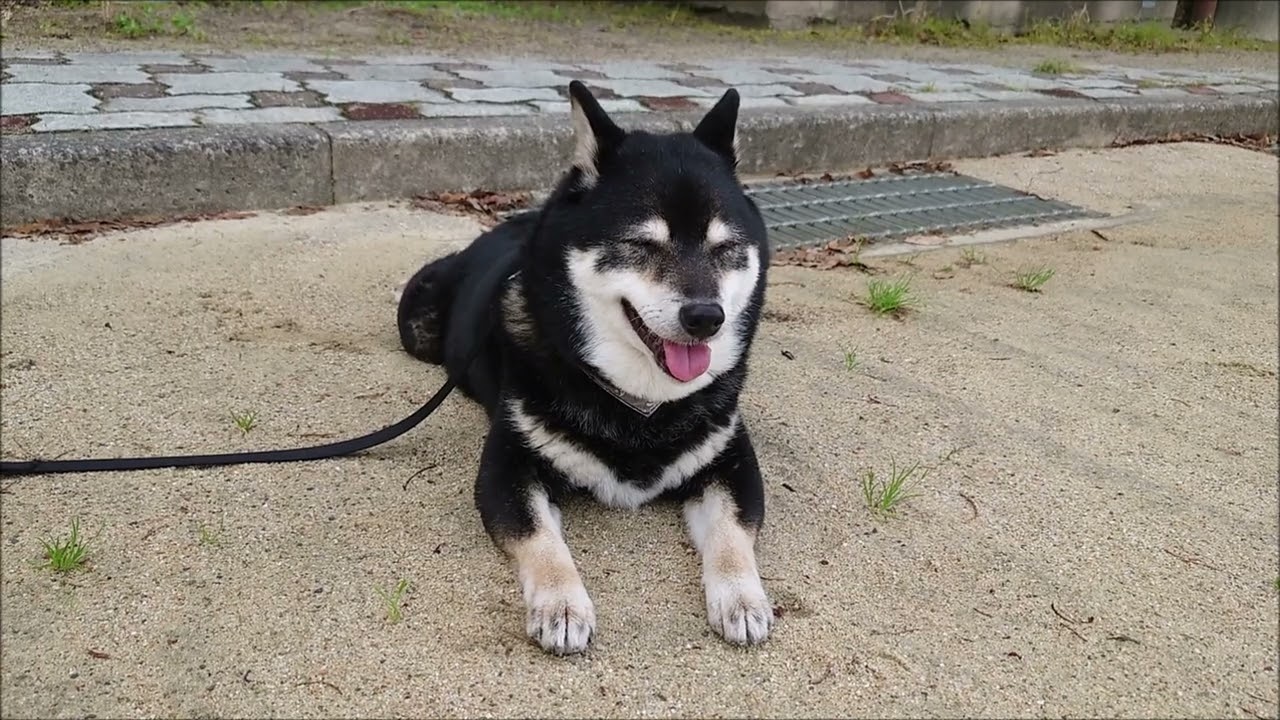 あるぅ。あさぁ。ふぁ。ふぁ。〜 黒柴 くろみ 〜