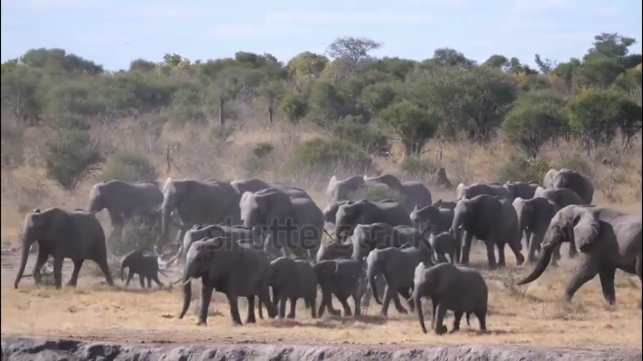 Nzou mhukahuru 