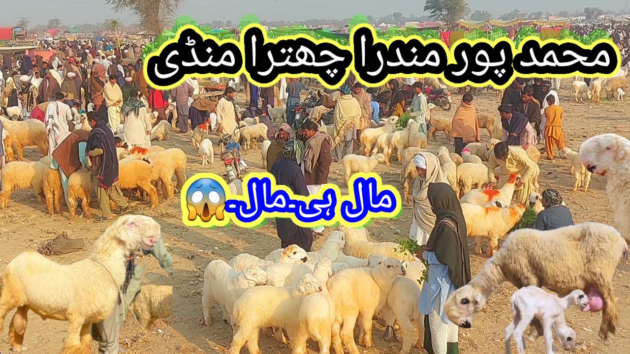 محمد پور مندرا چھترا منڈی گلابی ککے کجلے مندرے بڑا سائیز چھترے 03321400186 ☎️📱