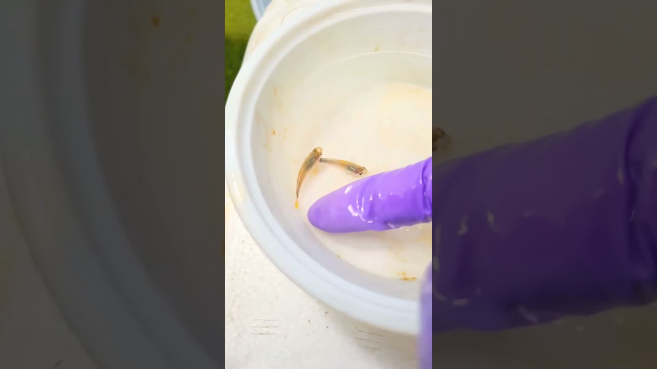 How to identify Male and Female In Guppy Fish