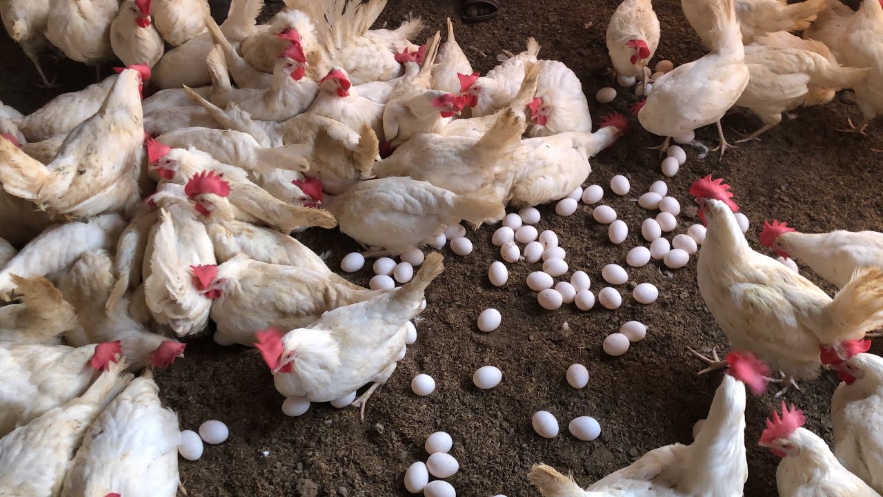 Collection Murgi Hen Harvesting Egg On Poultry Farming | part 1