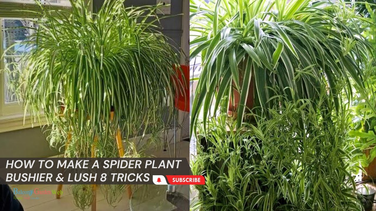How to Make a Spider Plant Bushier & Lush 8 Tricks