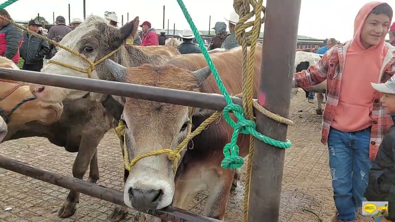 PLAZA GANADERA EL PUENTE DE SAN BERNABE-LOS MEJORES TOROS Y  BECERROS -PURA CALIDAD EN GANADO PESADO
