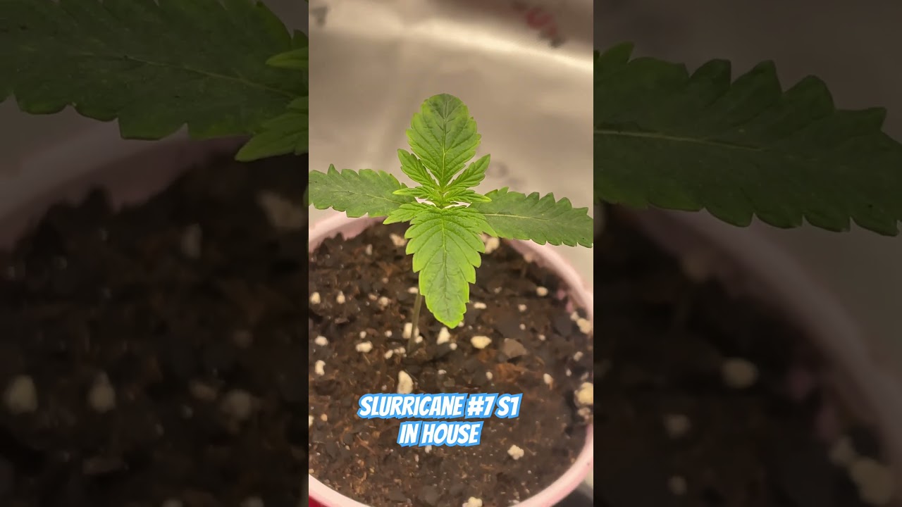 Garden Update: Slurricane #7 S1 | Dosi Dos Autoflowers #shorts