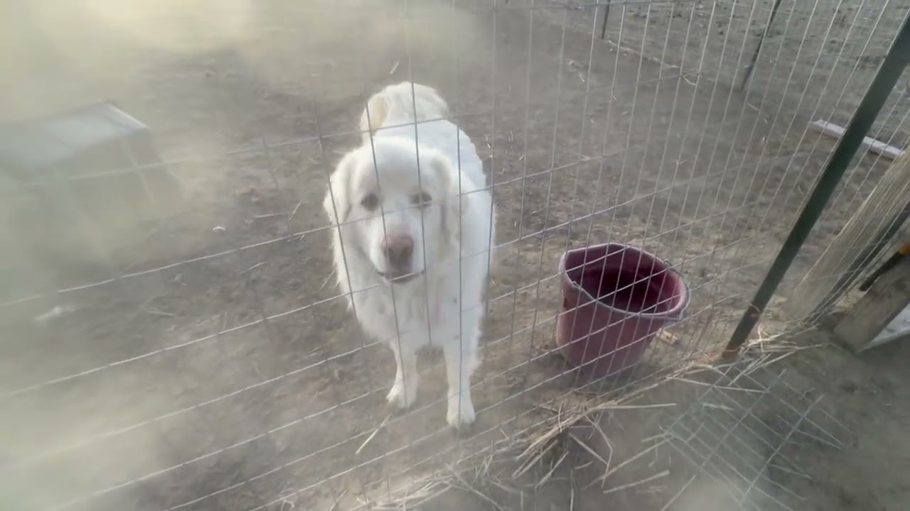 Stetson and Blanco@Landracefarmlgdrescue 