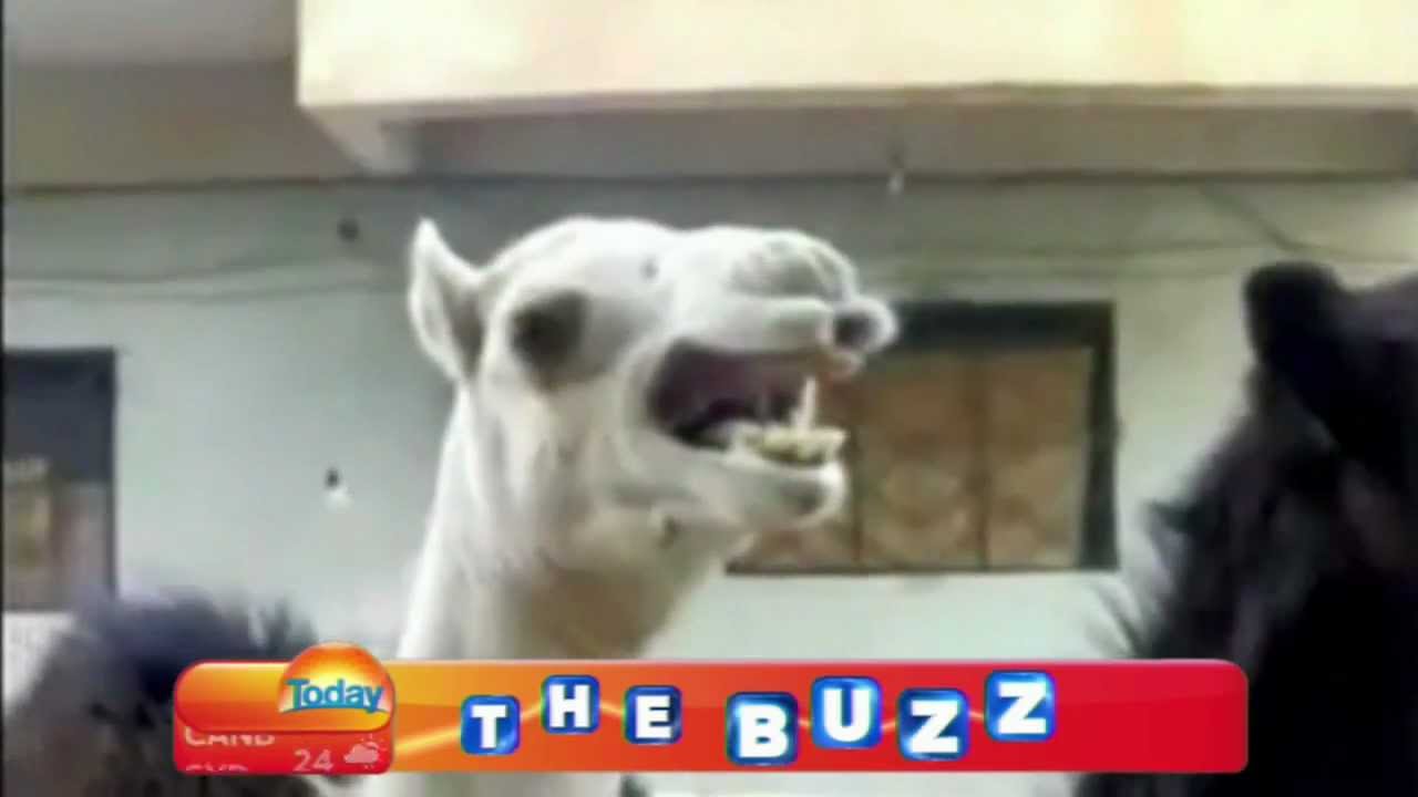 Tickling the Camel